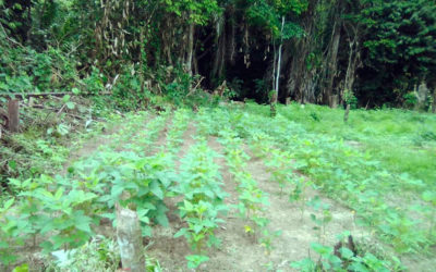 Plantation de soja et piments